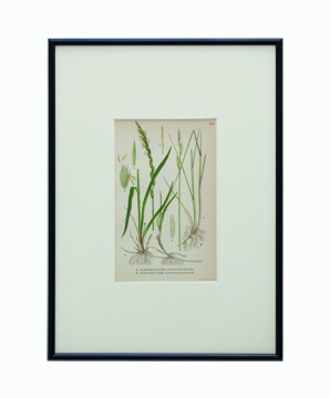BOTANICAL GRASS_07